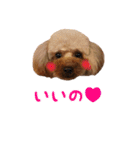 toy poodle with k and m（個別スタンプ：12）