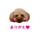 toy poodle with k and m（個別スタンプ：13）