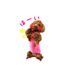 toy poodle with k and m（個別スタンプ：14）