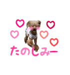 toy poodle with k and m（個別スタンプ：15）
