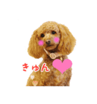 toy poodle with k and m（個別スタンプ：17）