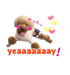 toy poodle with k and m（個別スタンプ：18）