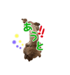 toy poodle with k and m（個別スタンプ：20）