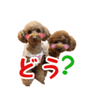 toy poodle with k and m（個別スタンプ：21）