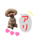 toy poodle with k and m（個別スタンプ：22）
