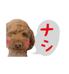 toy poodle with k and m（個別スタンプ：23）