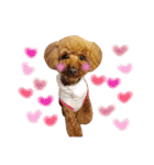 toy poodle with k and m（個別スタンプ：24）