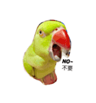 Ring-necked Parakeet and Cockatiel（個別スタンプ：1）