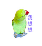 Ring-necked Parakeet and Cockatiel（個別スタンプ：2）