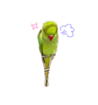 Ring-necked Parakeet and Cockatiel（個別スタンプ：3）