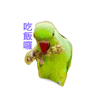 Ring-necked Parakeet and Cockatiel（個別スタンプ：4）