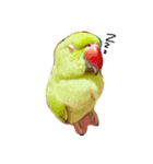 Ring-necked Parakeet and Cockatiel（個別スタンプ：5）