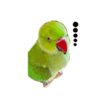 Ring-necked Parakeet and Cockatiel（個別スタンプ：6）