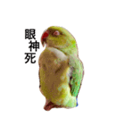 Ring-necked Parakeet and Cockatiel（個別スタンプ：7）