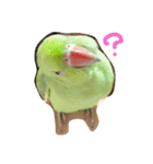 Ring-necked Parakeet and Cockatiel（個別スタンプ：8）