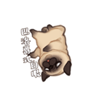 Call me pug！（個別スタンプ：13）