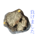 犬猫スタンプ 日常（個別スタンプ：9）