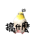 bird thing（個別スタンプ：2）