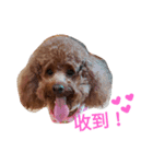 Cutebabydog（個別スタンプ：5）