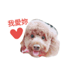 Cutebabydog（個別スタンプ：8）