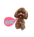 Cutebabydog（個別スタンプ：15）