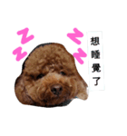 Cutebabydog（個別スタンプ：16）