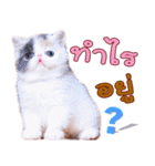 Chilli_Sandy（個別スタンプ：14）