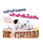 Chilli_Sandy（個別スタンプ：29）