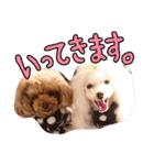 my poodles...（個別スタンプ：4）