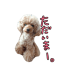 my poodles...（個別スタンプ：5）