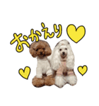 my poodles...（個別スタンプ：7）