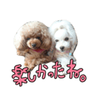 my poodles...（個別スタンプ：10）