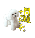 my poodles...（個別スタンプ：22）