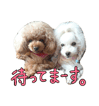 my poodles...（個別スタンプ：35）