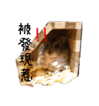 murmur hamsters（個別スタンプ：1）