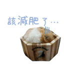 murmur hamsters（個別スタンプ：3）