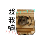 murmur hamsters（個別スタンプ：15）