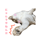 みぃちゃんです！（個別スタンプ：1）