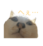 みぃちゃんです！（個別スタンプ：2）