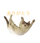 みぃちゃんです！（個別スタンプ：5）