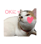 みぃちゃんです！（個別スタンプ：6）