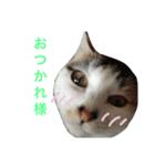 みぃちゃんです！（個別スタンプ：7）