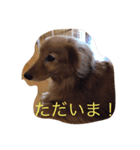 ちょこ8888（個別スタンプ：8）
