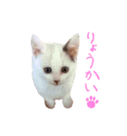 猫のゆきちゃん（個別スタンプ：4）