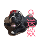 Dog D（個別スタンプ：6）