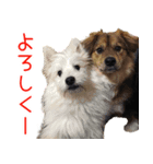 KUWAdogfamily（個別スタンプ：1）