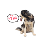 Wanlee cute dog（個別スタンプ：1）