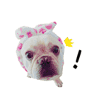 French Bulldog Fatty（個別スタンプ：1）