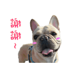 French Bulldog Fatty（個別スタンプ：3）