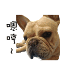 French Bulldog Fatty（個別スタンプ：5）